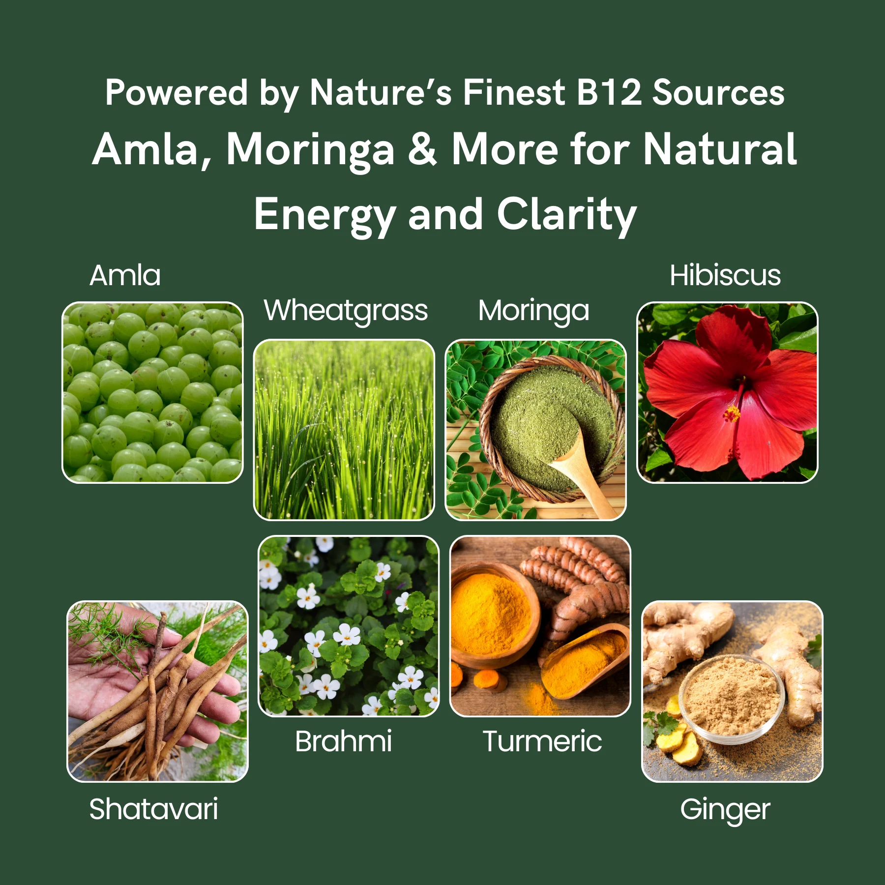 Powered by Nature’s Finest B12 Sources Amla, Moringa & More for Natural Energy and Clarity